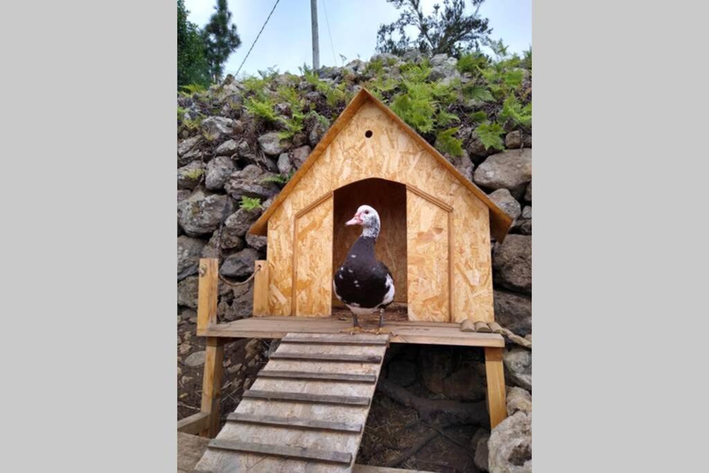 La Tagora Conect With The Nature & Relax Icod De Los Vinos Ngoại thất bức ảnh