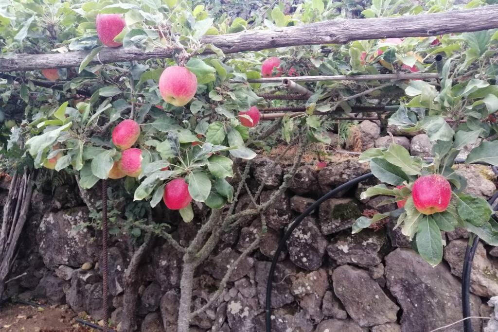 La Tagora Conect With The Nature & Relax Icod De Los Vinos Ngoại thất bức ảnh