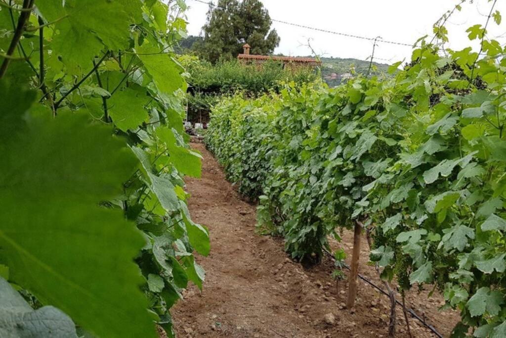 La Tagora Conect With The Nature & Relax Icod De Los Vinos Ngoại thất bức ảnh